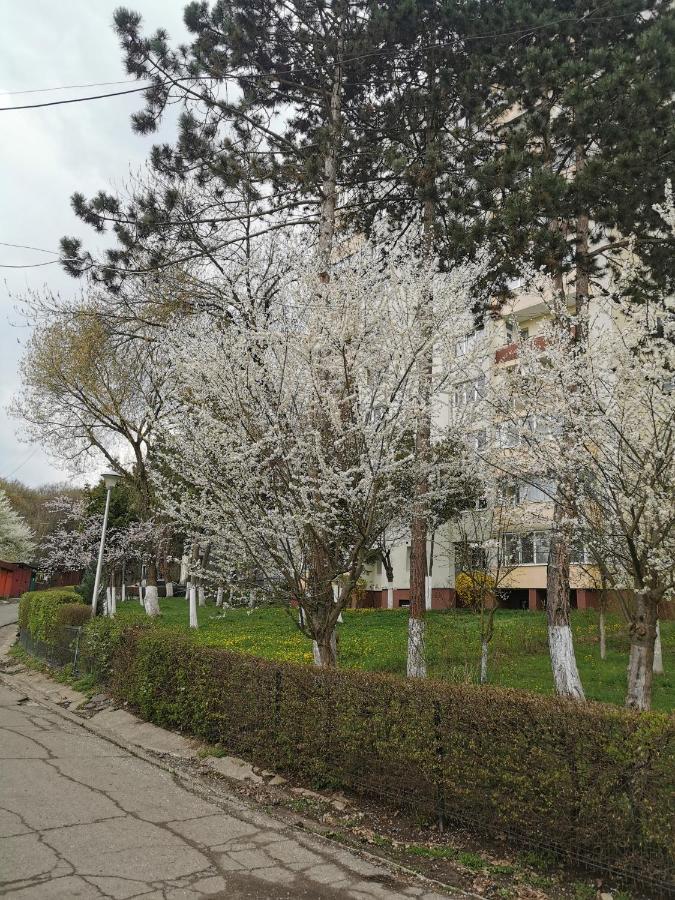 Apartament Maysa Cluj-Napoca Eksteriør billede